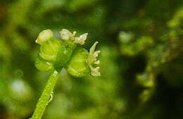 Image de Hydrocotyle pusilla A. Rich.