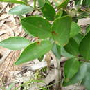 Image of Jasminum cuspidatum Rottler