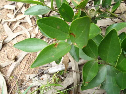 Image of Jasminum cuspidatum Rottler