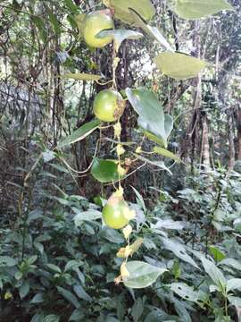 Passiflora guatemalensis S. Wats. ex W. T. Brigham的圖片