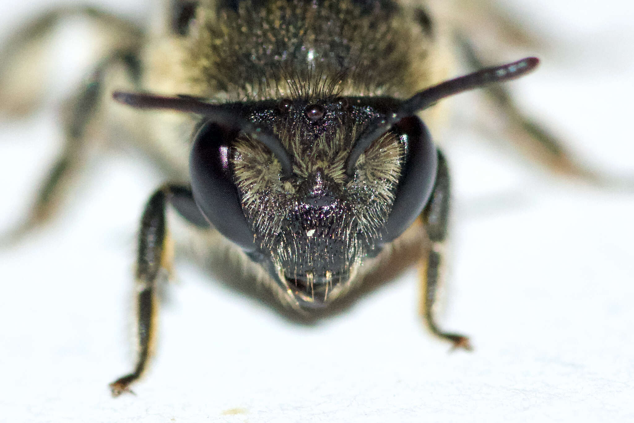 Imagem de Colletes simulans armatus Patton 1879