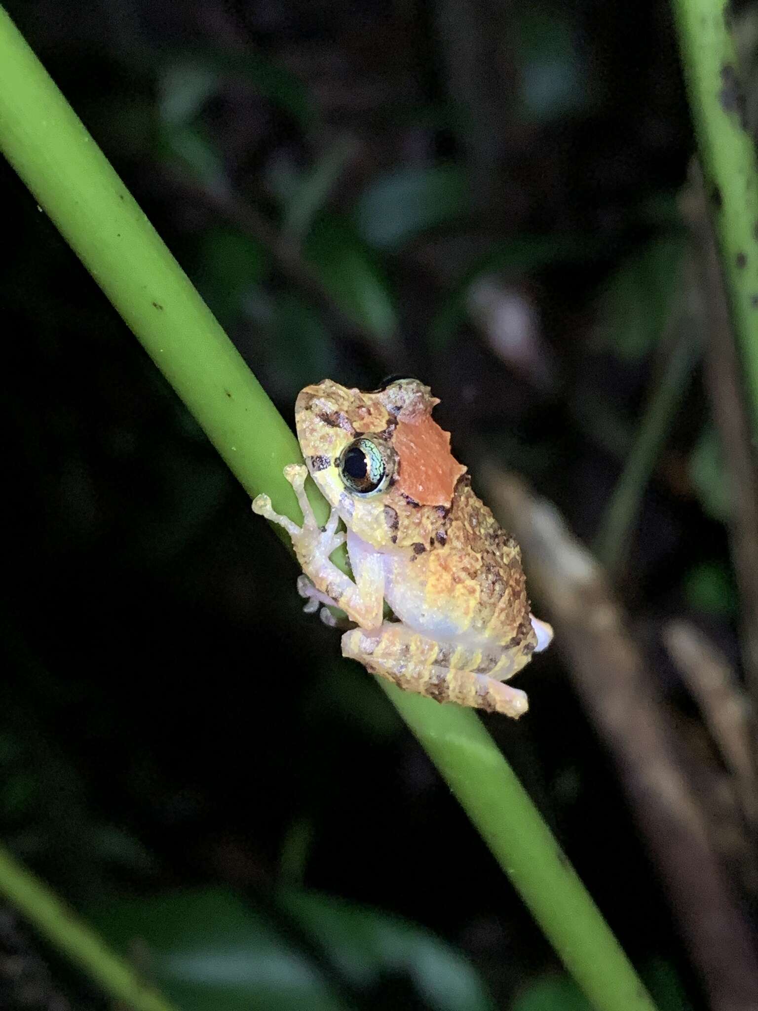 Image of Malli’s Rain Frog