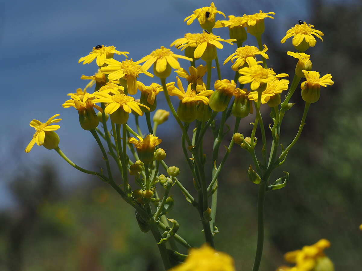 Image of Othonna parviflora L.