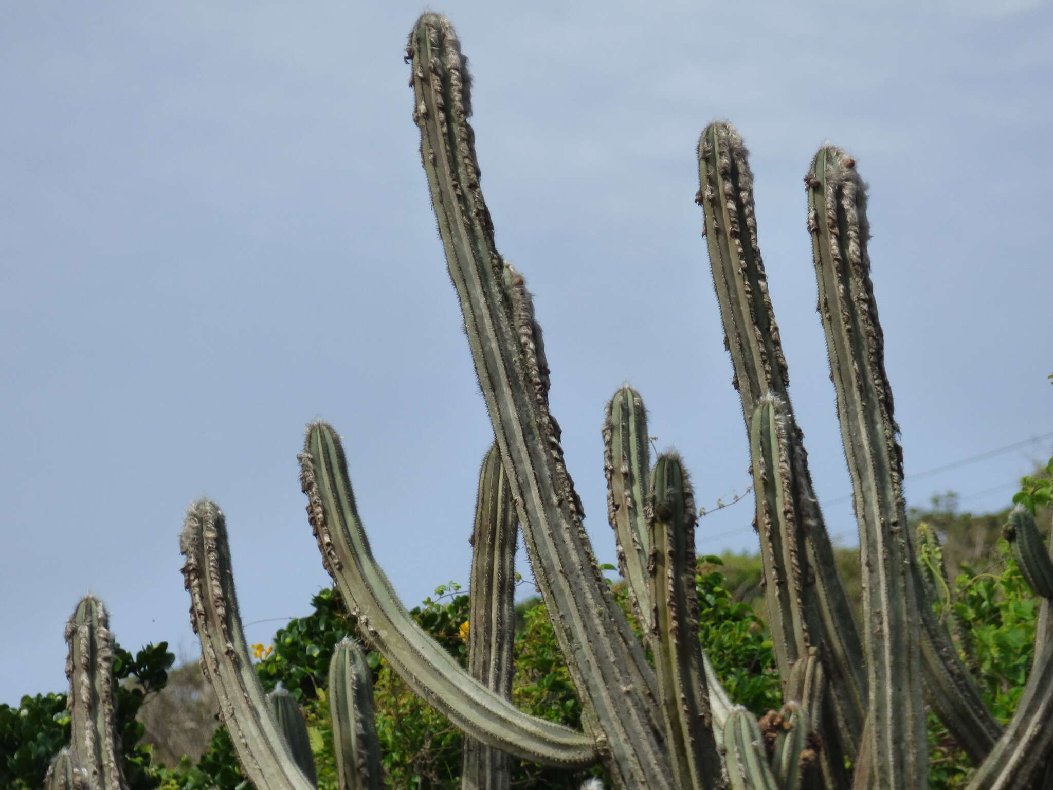 Imagem de Pilosocereus ulei (K. Schum.) Byles & G. D. Rowley