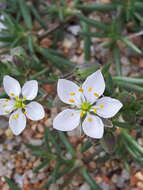 Image of Spergularia macrorrhiza (Req. ex Loisel.) Heynh.