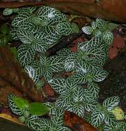 Fittonia albivenis (Lindl. ex Veitch) R. K. Brummitt resmi