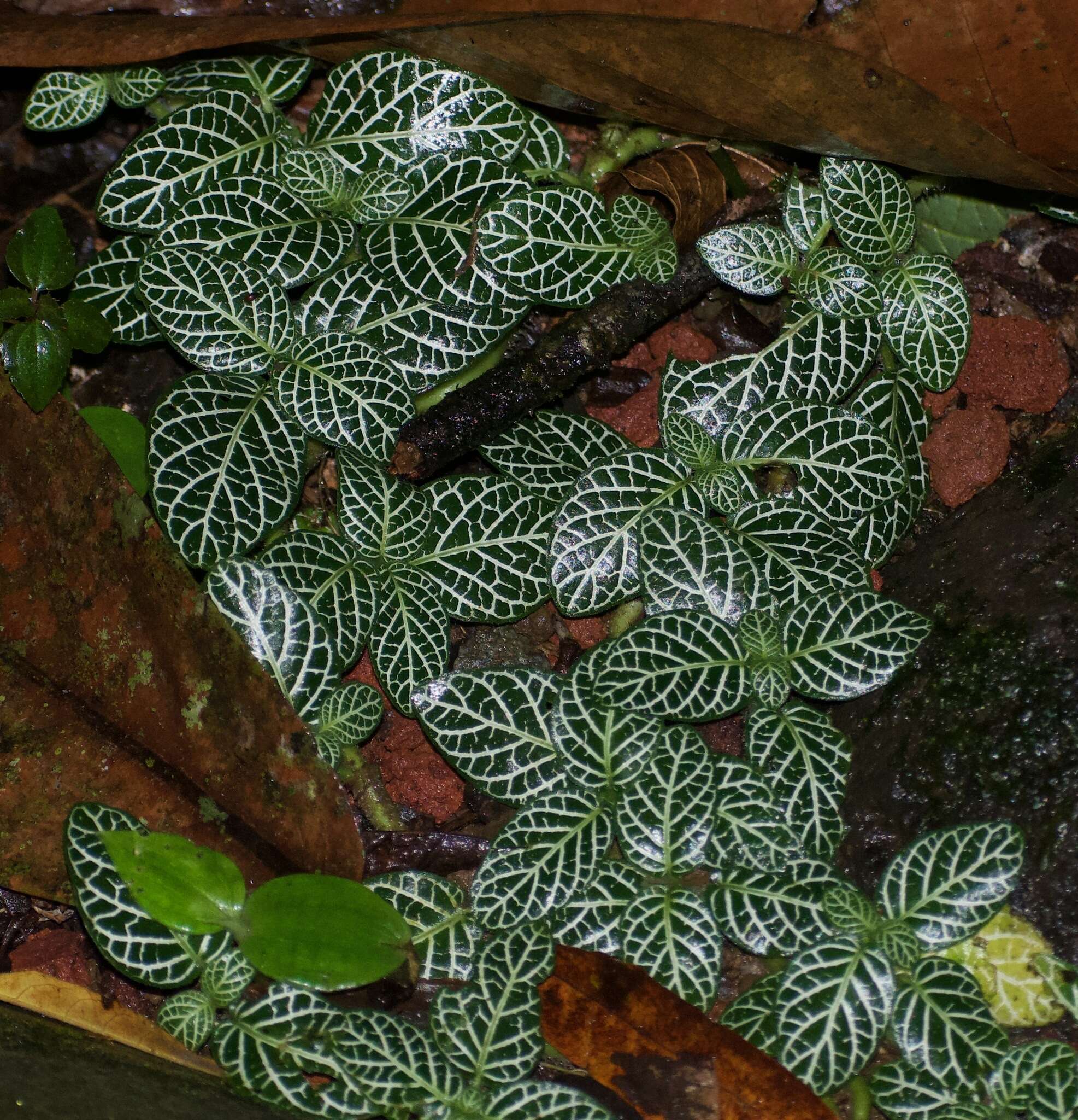 صورة Fittonia albivenis (Lindl. ex Veitch) R. K. Brummitt