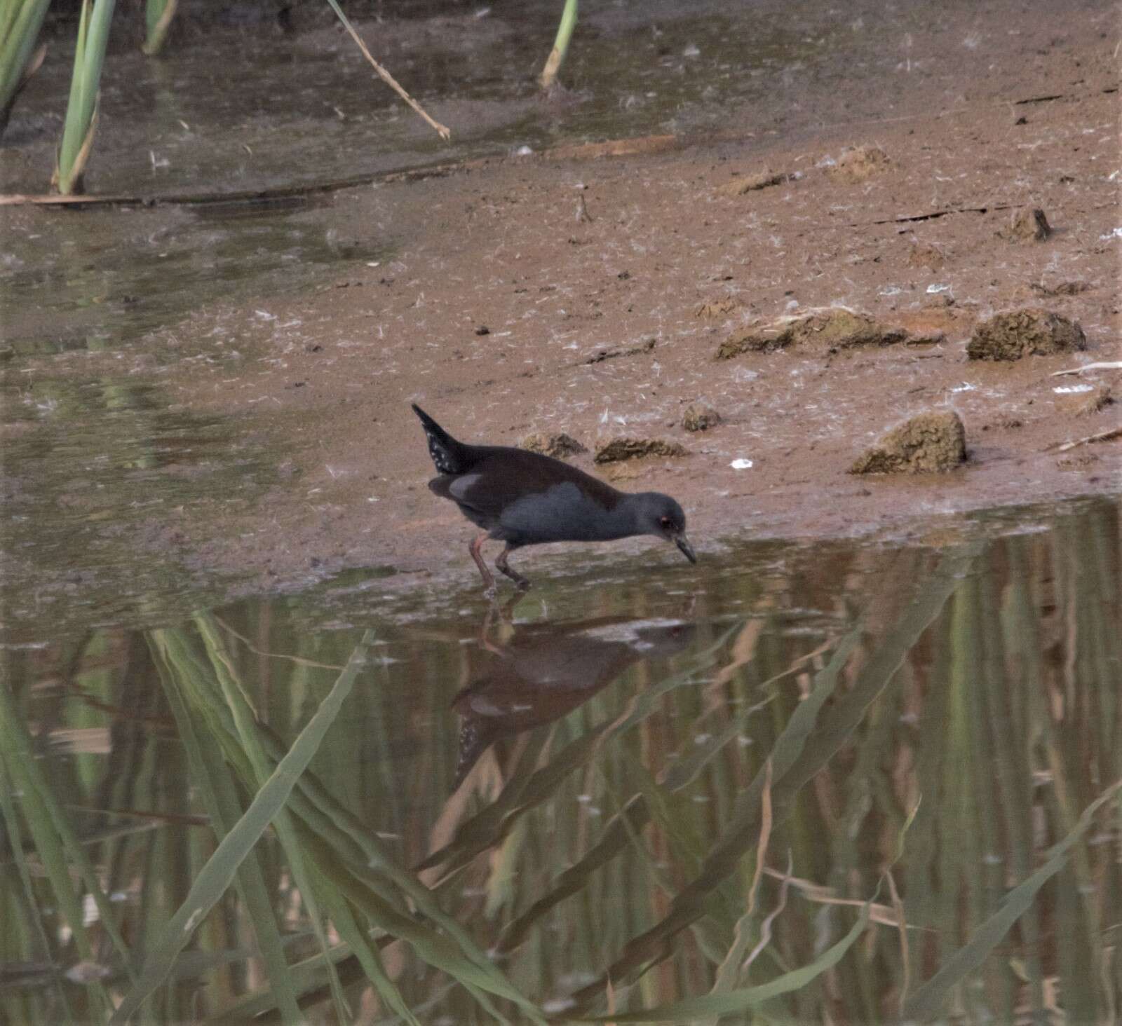 Image of Spotless Crake