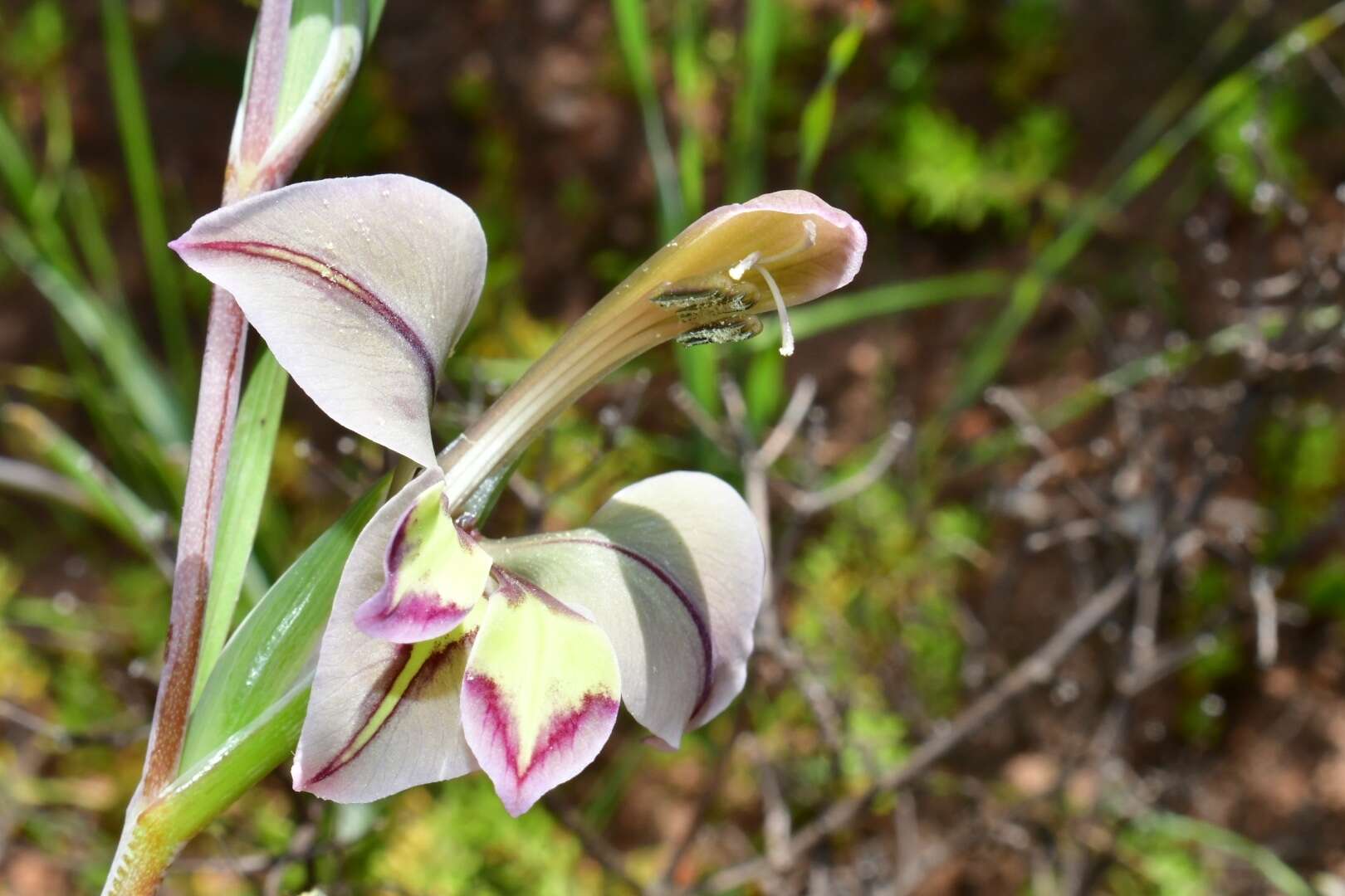 Image of Orchid-flowered Gladiolus