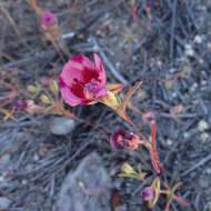 Image of redspot clarkia