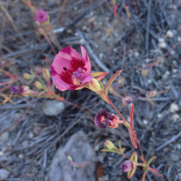 Слика од Clarkia speciosa H. & M. Lewis