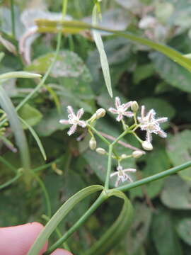 Sivun Periploca linearifolia Dillon & A. Rich. kuva