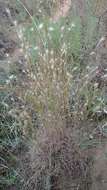 Image of splitbeard bluestem