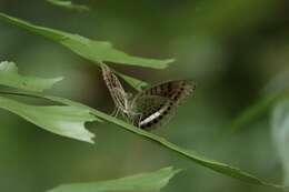 Image of Tanaecia leucotaenia Semper 1878