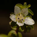 Image of Swertia brownii J. Shah