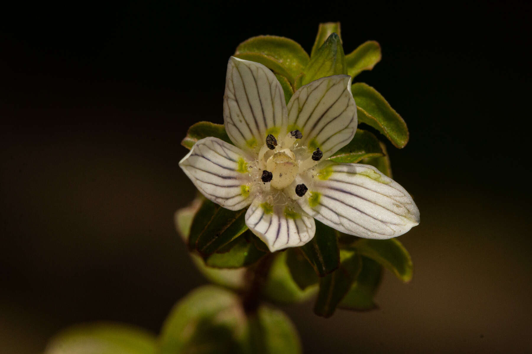 Image of Swertia brownii J. Shah