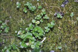 Image of weak saxifrage