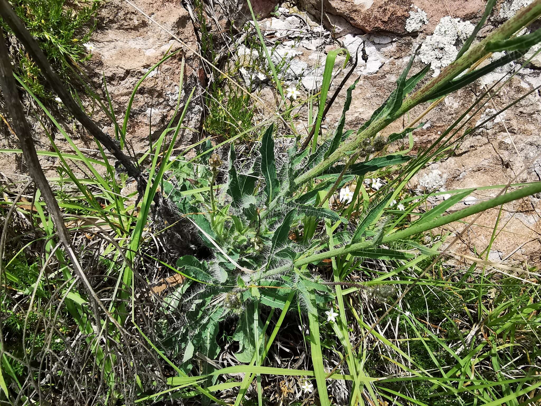 Image of Rusby's hawkweed