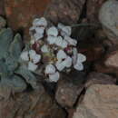 Image of Menonvillea cuneata (Gillies & Hook.) Rollins