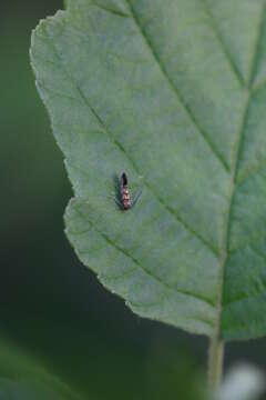 Plancia ëd Phyllonorycter klemannella (Fabricius 1781)