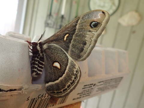 Image of Columbia Silkmoth