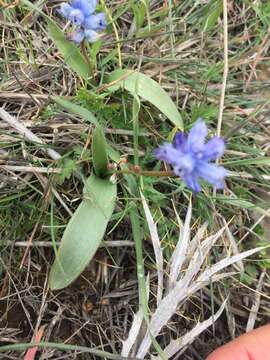 Image of Hyacinthella