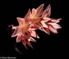 Image of Gladiolus cylindraceus G. J. Lewis