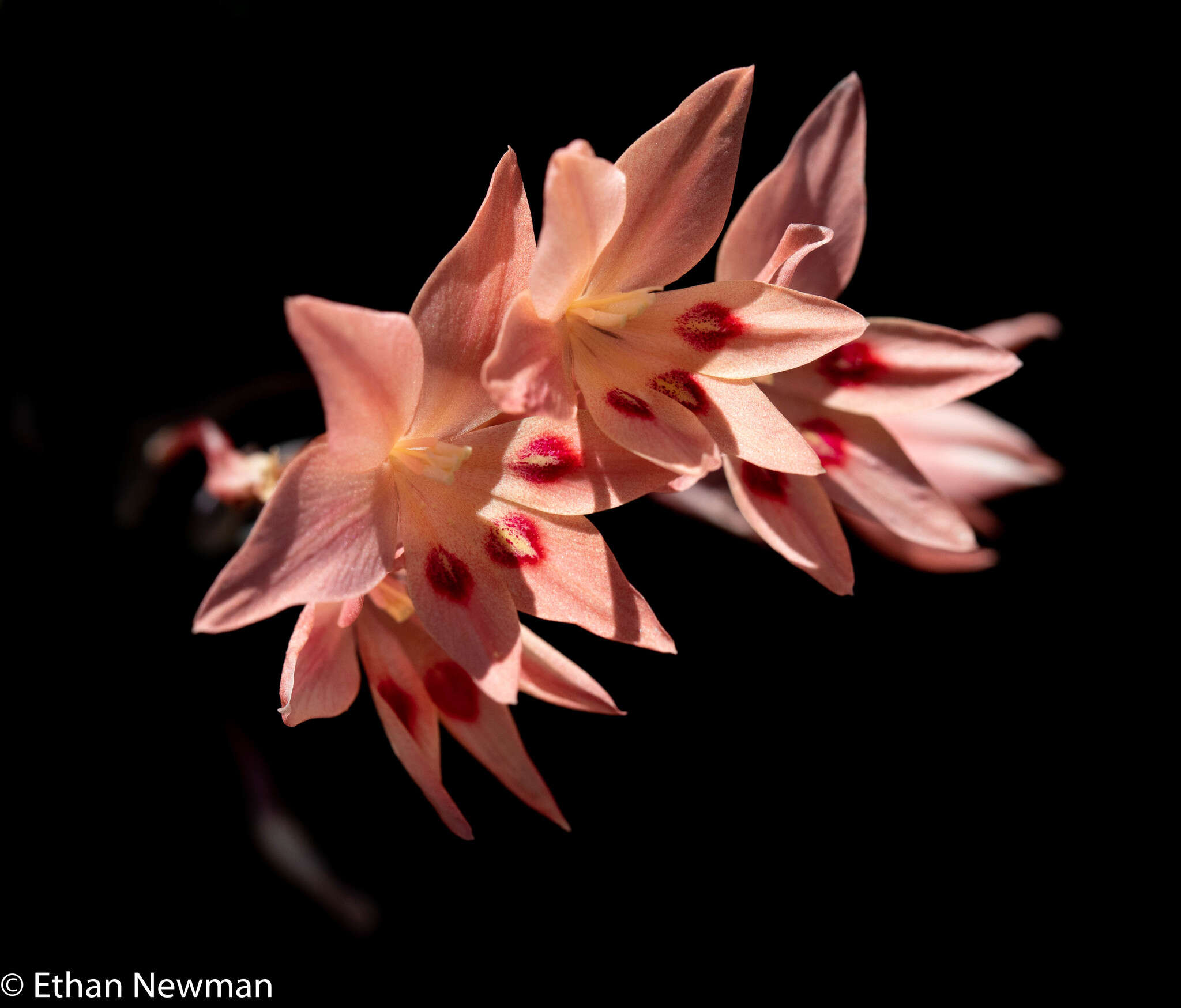 Image of Gladiolus cylindraceus G. J. Lewis