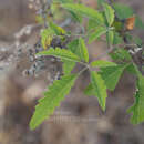 Sivun Vitex negundo var. cannabifolia (Siebold & Zucc.) Hand.-Mazz. kuva