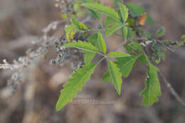 Plancia ëd Vitex negundo var. cannabifolia (Siebold & Zucc.) Hand.-Mazz.