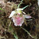 Image of Kefersteinia taurina Rchb. fil.