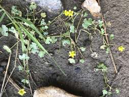 Image of Ranunculus natans C. A. Meyer