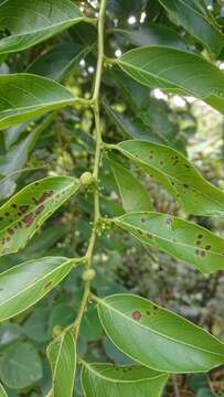 Image of Glochidion lanceolatum Hayata