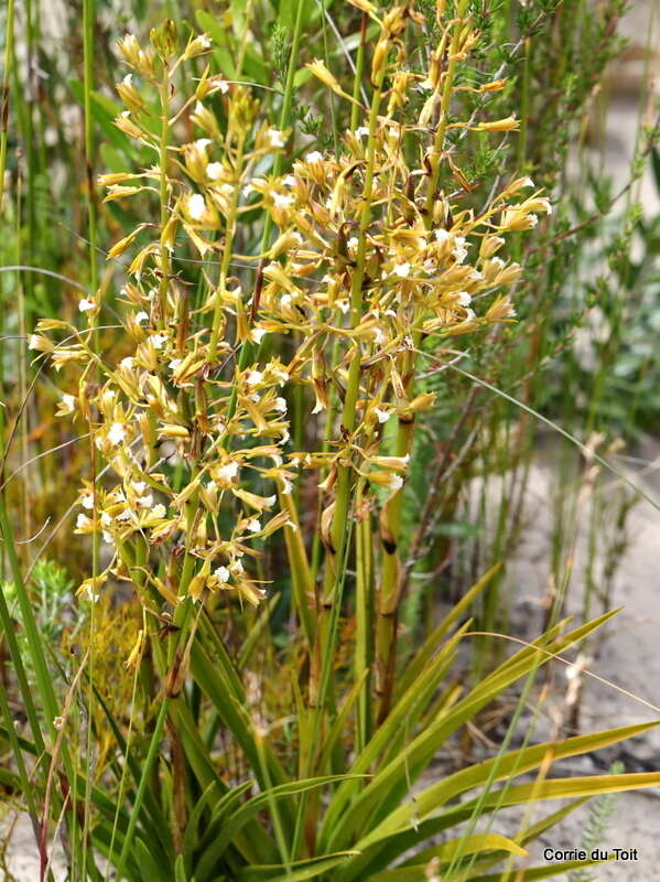 Acrolophia lamellata (Lindl.) Pfitzer的圖片