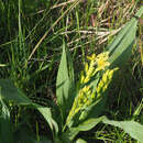 Image of Hypoxis colchicifolia Baker