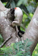 Image of silvery marmoset