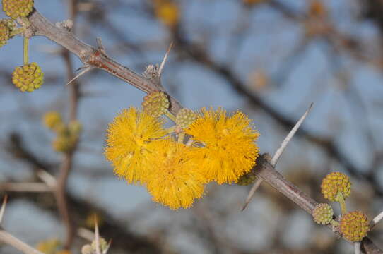 Plancia ëd Vachellia caven (Molina) Seigler & Ebinger