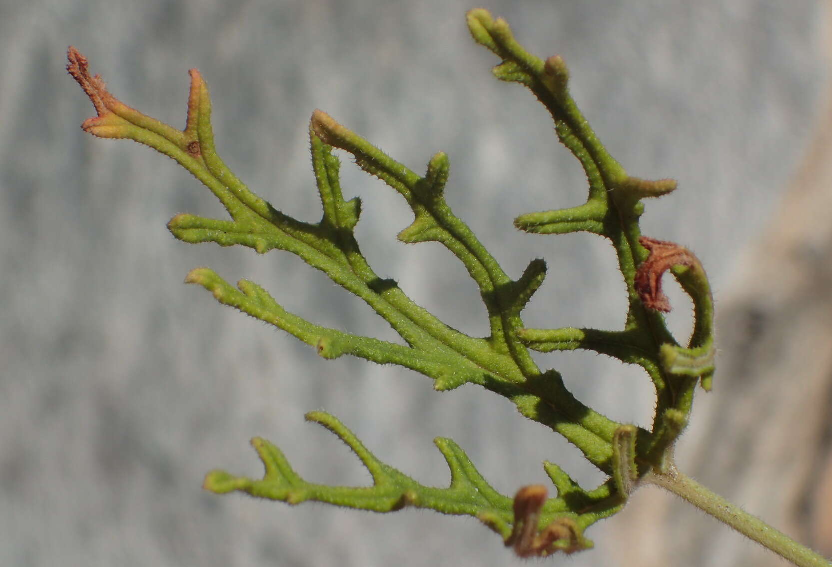 Image of rasp-leaf pelargonium