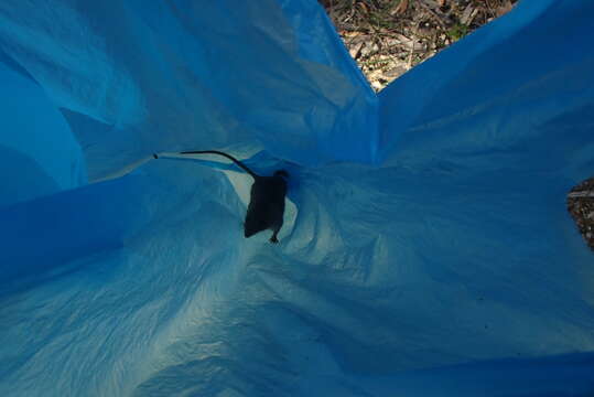 Image of Brown Antechinus