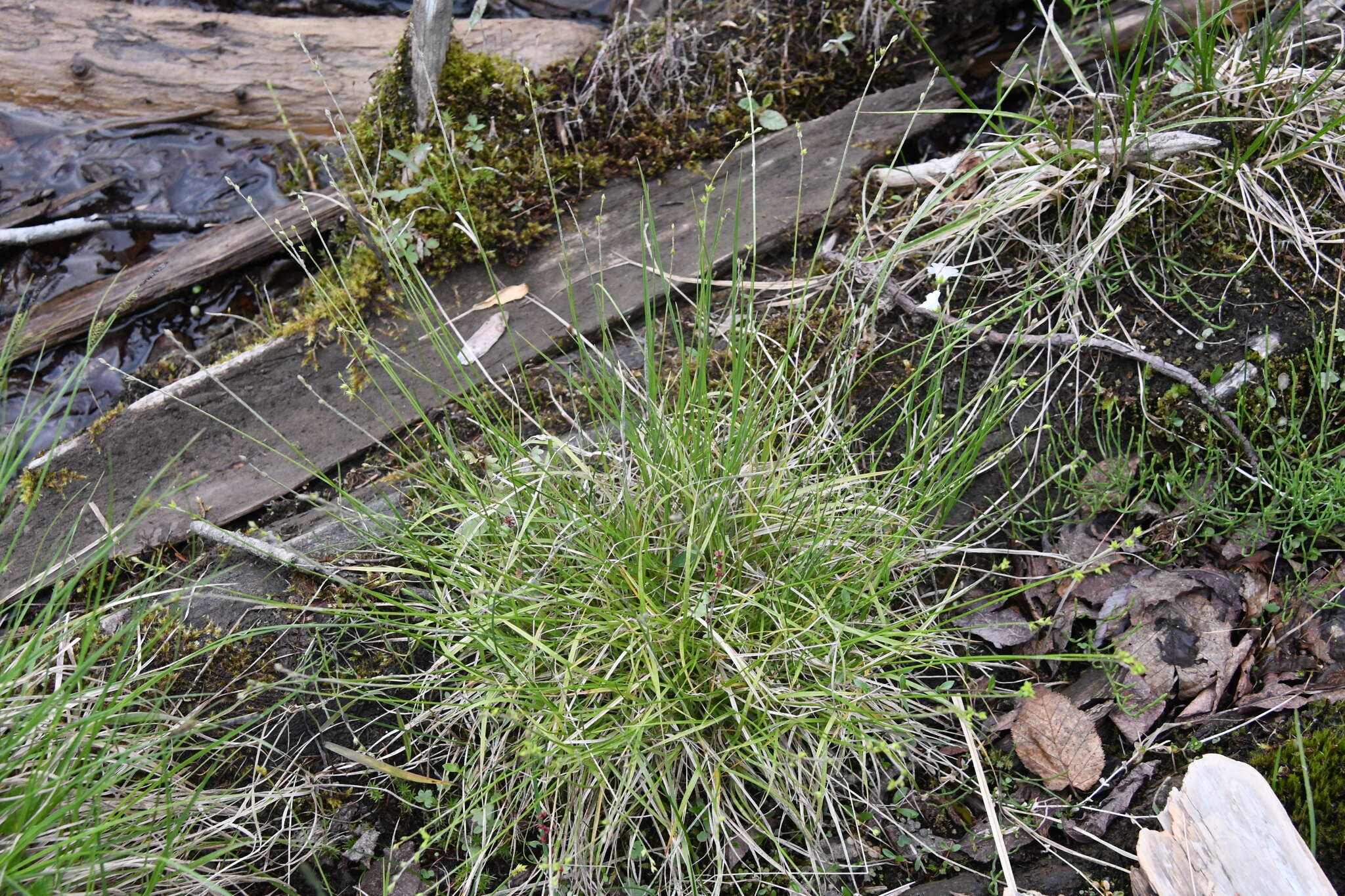 Image of Ryegrass sedge