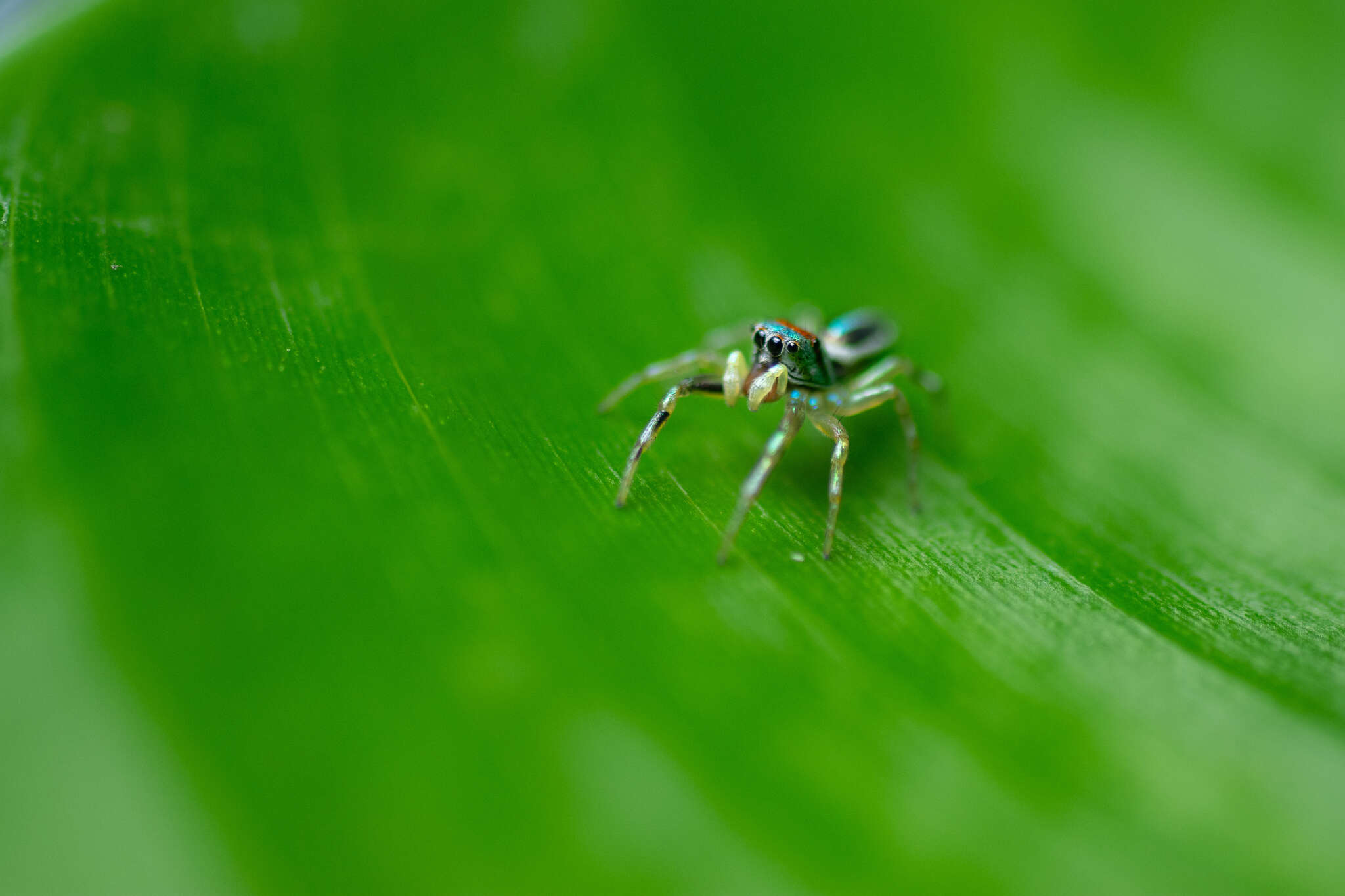 Image of Blue-banded Jumping Spider