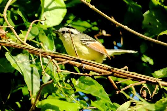 Image of Rufous-winged Antwren