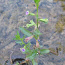 Image of Low Loosestrife