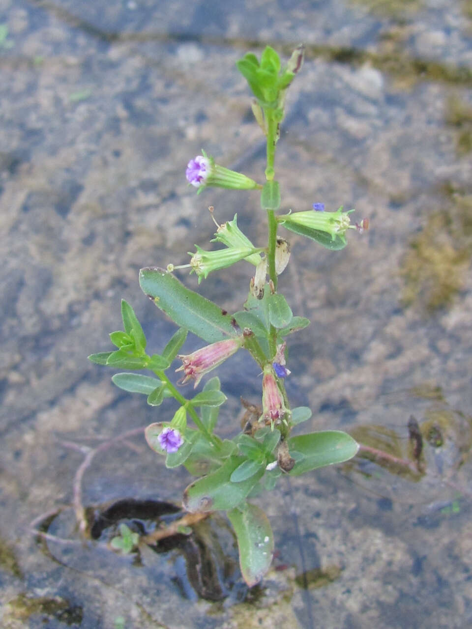 Image of Low Loosestrife