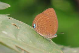 Plancia ëd Arhopala amphimuta (Felder & Felder 1860)