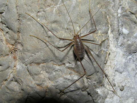 Image of Dolichopoda (Dolichopoda) paraskevi Boudou-Saltet 1973