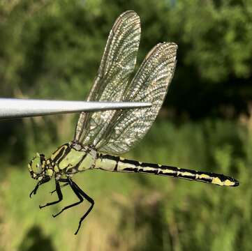 صورة Shaogomphus Chao 1984