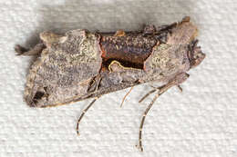 Image of Large Looper Moth, Broken-banded Y