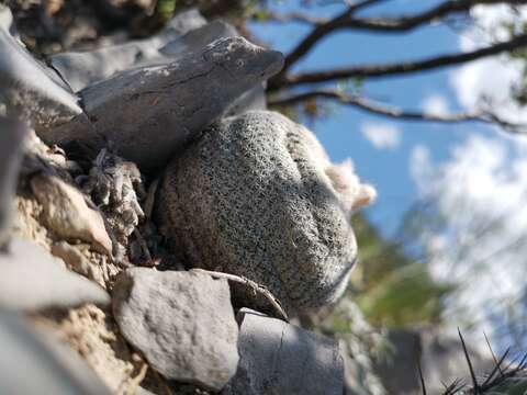 Image of <i>Epithelantha ilariae</i>