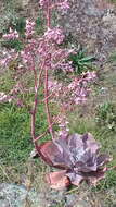 Image of Echeveria gibbiflora DC.